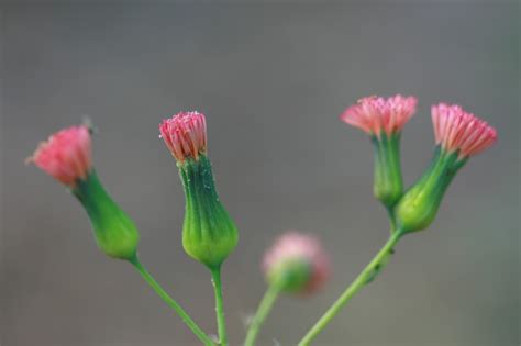 There grew a little flower purple weeds or flowers? Native Florida Wildflowers: Florida Tasselflower - Emilia ...