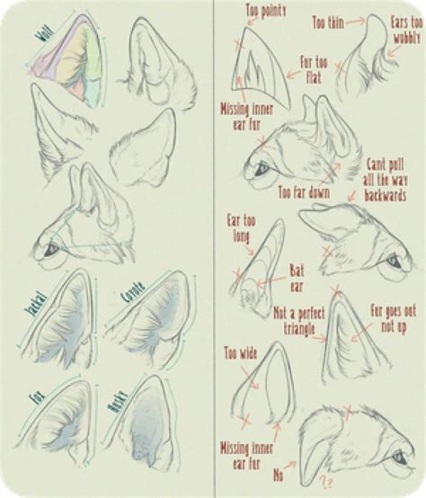 How To Draw Animal Ears At How To Draw