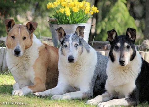 Border collie pups for sale black and white, 11 weeks old vacinated and. Toonian Smooth Collies : SMOOTH COLLIE