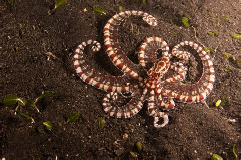 5 Mimic Octopus 10 Insane Disguises That Actually Worked Howstuffworks