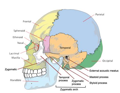 Unlabeled Skull Diagram General Wiring Diagram