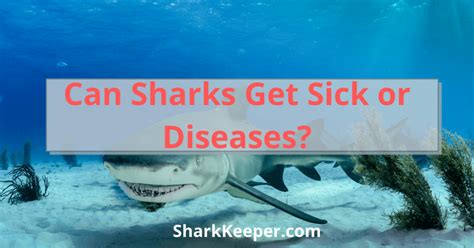 Can Sharks Get Sick Or Diseases Shark Keeper