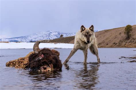 Nat Geo Photographer Dances With Wolves In Yellowstone And His Images