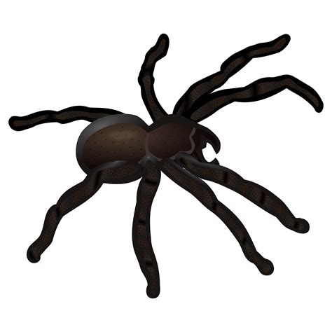 Spider Web Clip Art Spider Png Download 24002400 Free