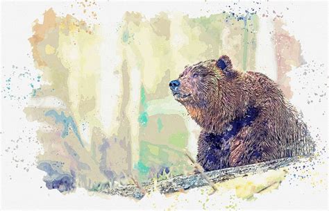 Grizzly Bear Watercolor By Adam Asar Painting By Celestial Images