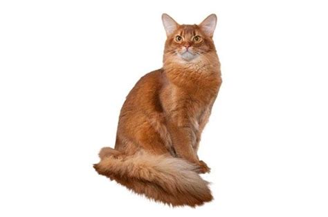 51 Best Cat Breeds Images On Pinterest