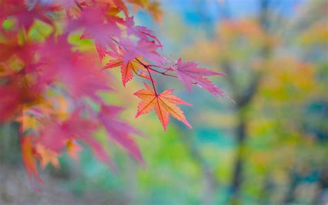 Autumn Colors In Japan Macbook Air Wallpaper Download Allmacwallpaper