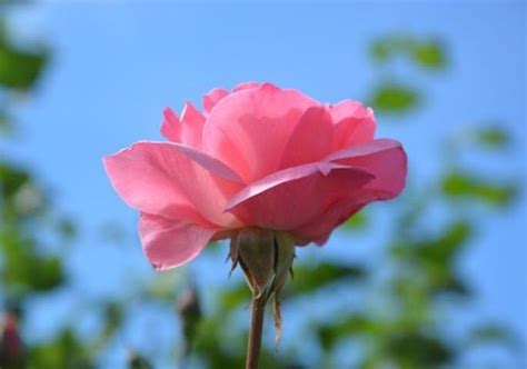 Ditambah juga terkait gangguan pada telinga dan. Bunga Mawar Dan Bagian Bagiannya