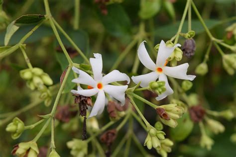 Night Flowering Jasmine 5 Seeds Nyctanthes Arbor Tristis Etsy