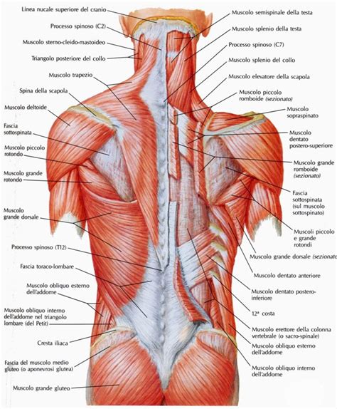 Back Muscles Anatomia E Fisiologia Muscoli Anatomia Muscolare Sexiz Pix