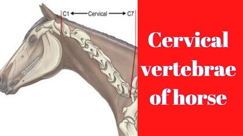 Cervical Vertebrae Of Horse 🐴 Anatomy Section 🐎 كلية الطب البيطرى 🐴 شرح