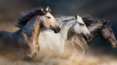 Download 3840x2160 Wallpaper Horses Animals 4 K Uhd 169 Widescreen