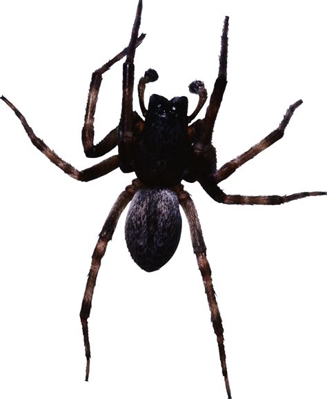 Spider Png Image Transparent Image Download Size 2295x2800px