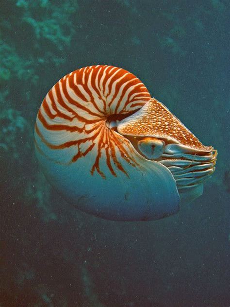Nautilus Endangered You Animal Sea Life Pinterest Nautilus