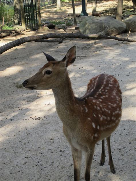 Sika Deer Doe Tapir Girl Flickr