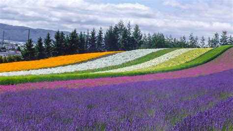 Lavender And Another Flower Field In Hokkaido Japan
