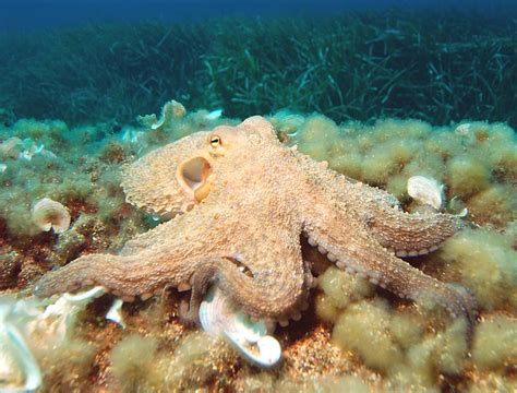 Octopuses Might Look Fun And Squishy But Theyre Actually Boneless