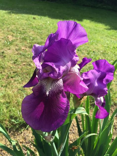 Photo Of Tall Bearded Iris Iris Rose Marie Uploaded By Andrea33 Iris Flowers Bearded Iris