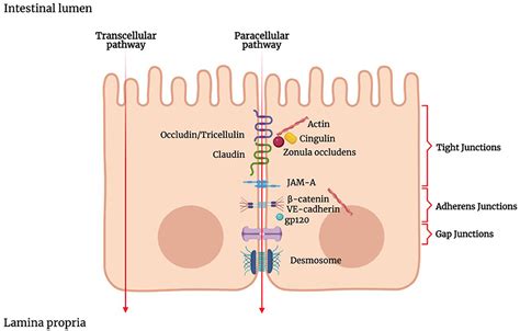 Frontiers Inflammatory And Microbiota Related Regulation Of The