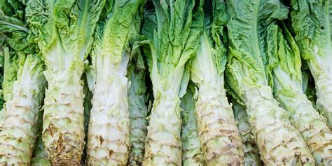 What Is Celtuce Nutrition Benefits And How To Cook Chinese Lettuce