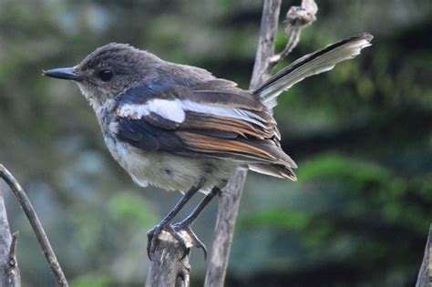 Magpie robin singing beautiful song. Magpie Robin | A juvenile Magpie Robin at Victoria Park ...