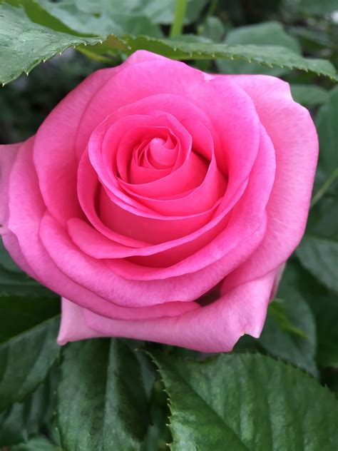 Pretty Pink Rosés Revival Beautiful Rose Flowers Beautiful Roses