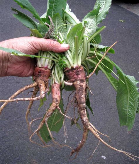 Evening Primrose Root Wild Food Foraging Plants Edible Plants