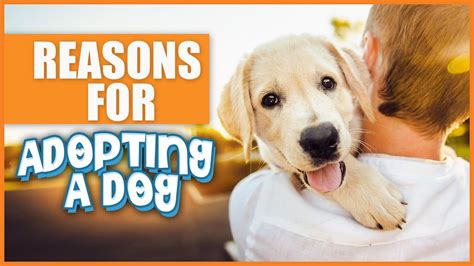 Should I Adopt A Dog What To Consider When Adopting A Dog And The