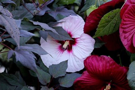 Perfect Storm Hibiscus Plant Care And Growing Guide