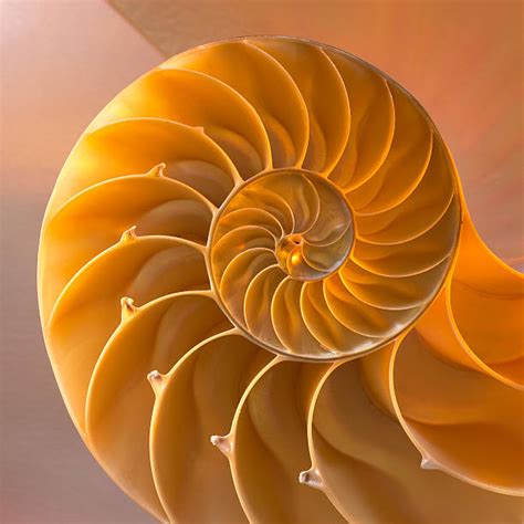 Royalty Free Spiral Shell Pictures Images And Stock Photos Istock