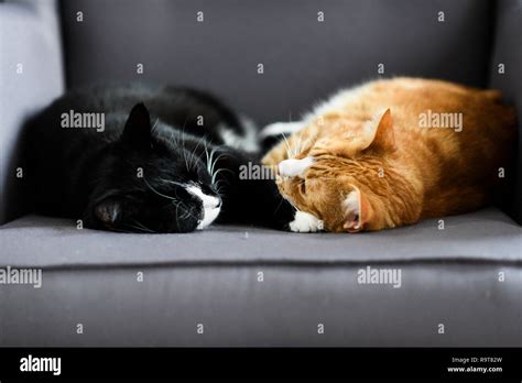 Two Cats Cuddling Together On A Chair At Home Stock Photo Alamy