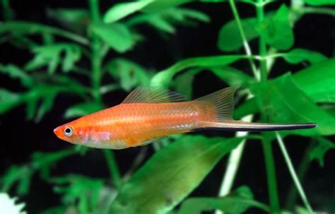 Swordtail Fish 101 Care Size Lifespan And Breeding