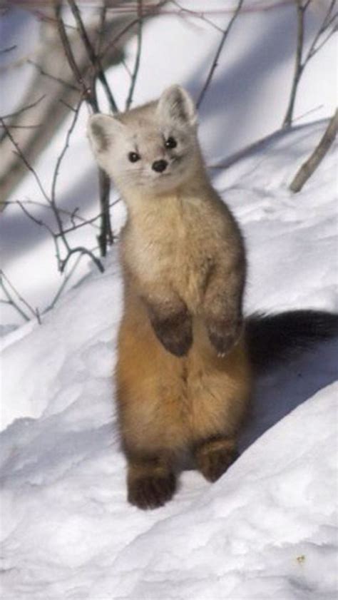 Pine Marten A Very Vicious Type Of Weasel But Soooo