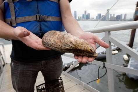 Its The Biggest Oyster Found In New York In 100 Years And It Has