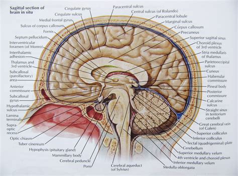 Brain Anatomy Wallpapers Top Free Brain Anatomy Backgrounds
