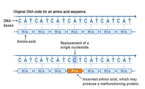 Missense Mutation Definition And Examples Biology Online Dictionary