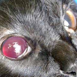 In rare cases, it can even be a sign of tumors. (PDF) Red eyes in the necropsy floor: Twenty cases of hyphema in dogs and cats