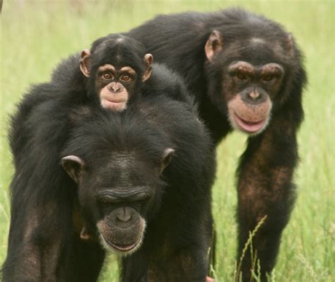 Lets Talk Primates Female Chimps And Male Attention