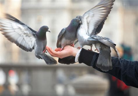 На Приморском бульваре изъяли семь голубей (фото) - Одесса Vgorode.ua