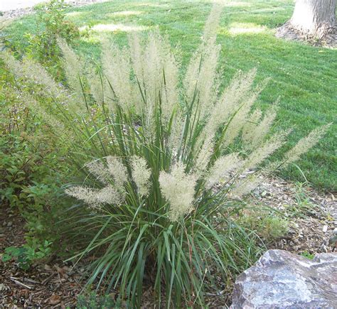 Korean Feather Grass A Frothy Focal Point For The Part