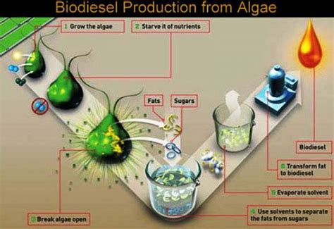 Biofuel Types Uses And Examples Studiousguy