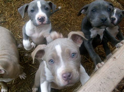 🔥 [64+] Red Nose Pitbull Wallpapers | WallpaperSafari
