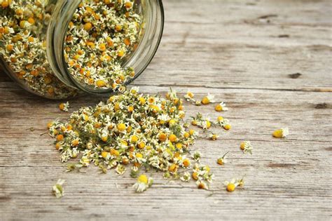 Isabella J Meyer Dried Chamomile Flowers Benefits How To Make