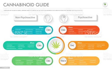 Cannabinoid Guide Horizontal Business Infographic Stock Illustration