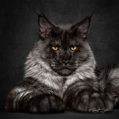 White Wolf Glorious Photos Of Maine Coon Cats Who Look