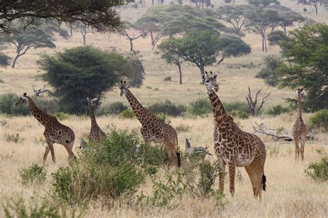 Tarangire National Park Tanzania Tarangire Safari Tours