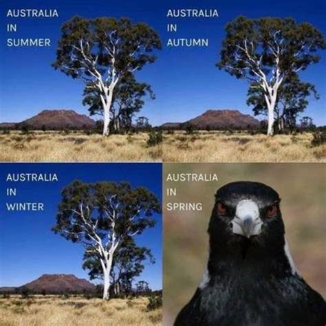 180 Funny Australia Memes That Are True Blue Gems Man Of Many