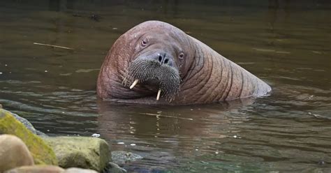 Arctic Walrus Who Visited Northumberland Spotted Again This Time In