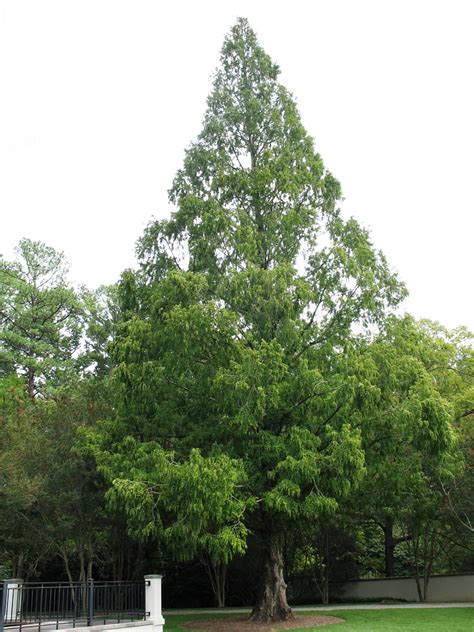 Online Plant Guide Metasequoia Glyptostroboides Dawn Redwood
