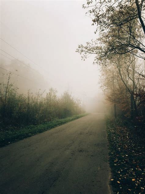 Autumn Road In Woods With Fall Leaves In Foggy Cold Morning Mist In